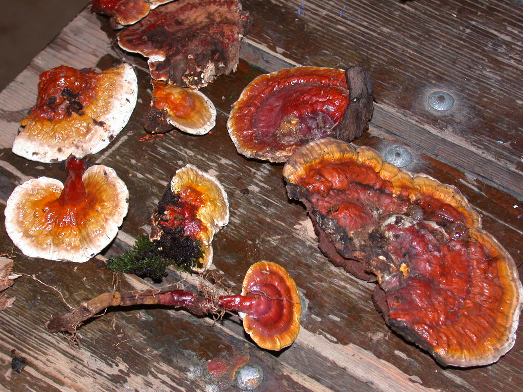 Ganoderma Lucidum Reishi Mushroom Life Cycle And Reproduction